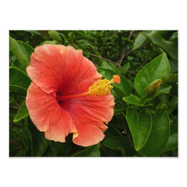 Foto Floral Tropical de Laranja Hibiscus (Frente)
