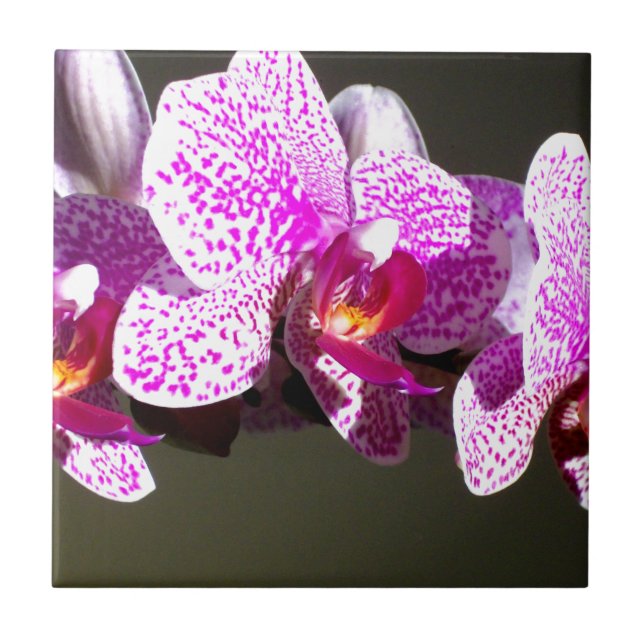 Foto floral tropical rosa romântica das Orquídeas  (Frente)