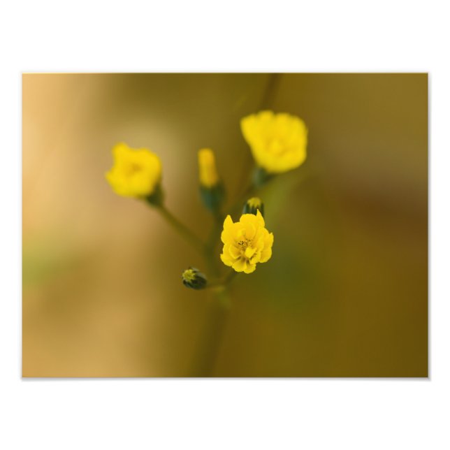 Foto Flores (Frente)