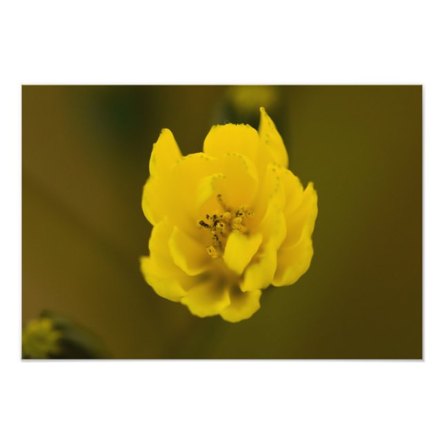 Foto Flores (Frente)