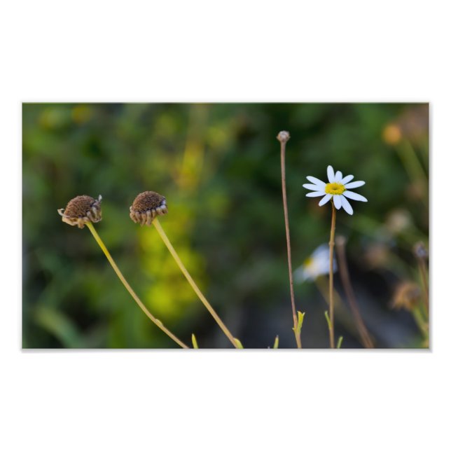 Foto Flores (Frente)
