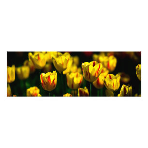Foto Flores amarelas da tulipa