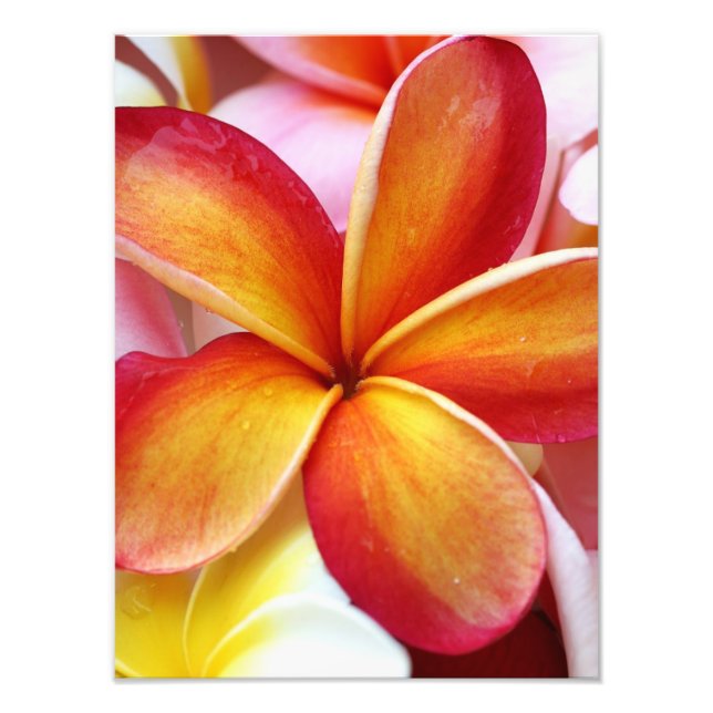 Foto Flores Amarelas de Plumeria Frangipani Hawaii (Frente)