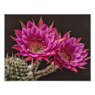 Foto Flores antimatéria