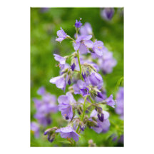 Flores azuis delicadas em um campo verde na primav