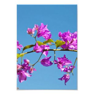Foto Flores Bougainvillea