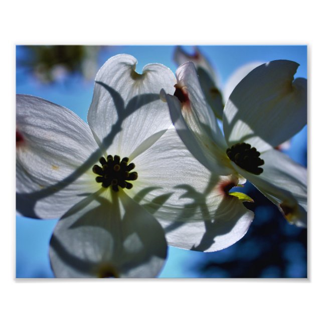 Foto flores brancas (Frente)