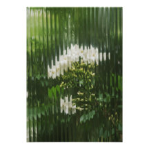 Flores Brancas Abstratas através de Vidro Canelado