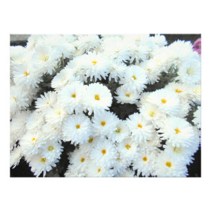Foto Flores Brancas De Chrysanthemum