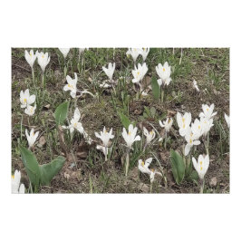 Foto Flores Brancas de Neve na Grama de Primavera