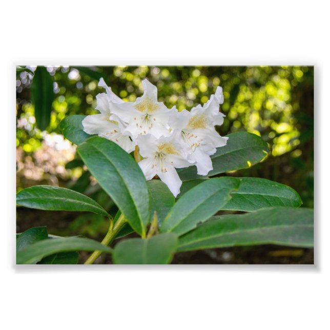 Foto Flores Brancas de Rhododendron, Allan Park, Norlan (Frente)