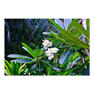 Foto Flores brancas do Plumeria
