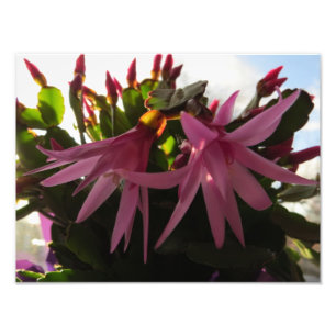 Foto Flores cor-de-rosa bonito do cacto de páscoa