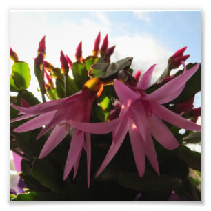 Foto Flores cor-de-rosa bonito do cacto de páscoa