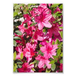 Foto Flores cor-de-rosa da azálea