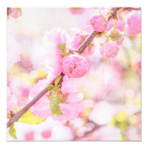 Foto Flores cor-de-rosa de sakura - flor de cerejeira