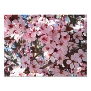 Foto Flores cor-de-rosa na árvore de florescência