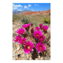 Flores cor-de-rosa no Red Rock Canyon, NV