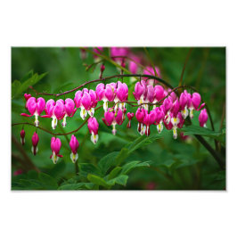 Foto Flores Coração Sangrando