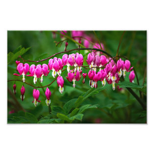 Foto Flores Coração Sangrando