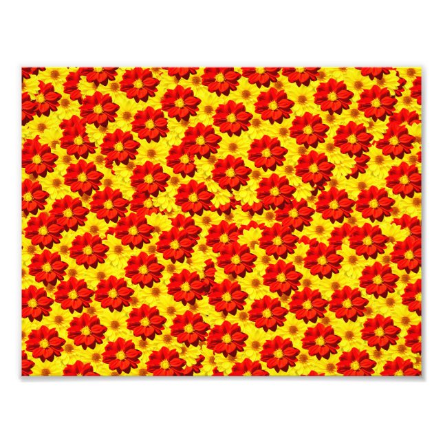 Foto Flores da dália vermelha e amarela (Frente)