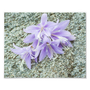 Foto Flores da lavanda na floração do cheio
