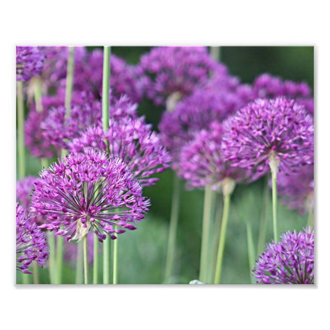 Foto Flores de allium púrpura (Frente)