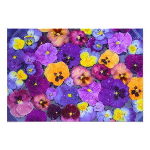 Foto Flores de amor-perfeito flutuando em banho de páss