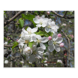 Foto Flores de Árvore de Maçã de Caranguejo