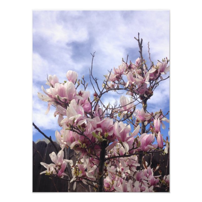 Foto Flores de Árvore de Tulipas. Magnolia soulangeana (Frente)