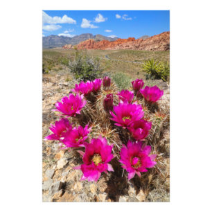 Foto Flores de cacto rosa no Red Rock Canyon, NV