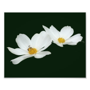 Foto Flores De Cosmos Brancos Flutuantes E Abelhas 8x10