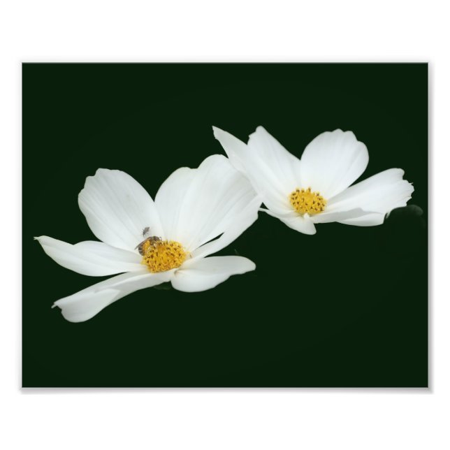 Foto Flores De Cosmos Brancos Flutuantes E Abelhas 8x10 (Frente)