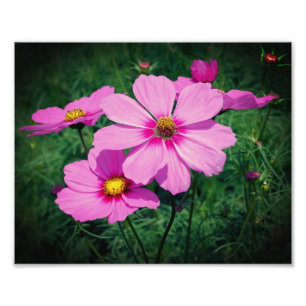 Foto Flores de Cosmos Rosa 8x10