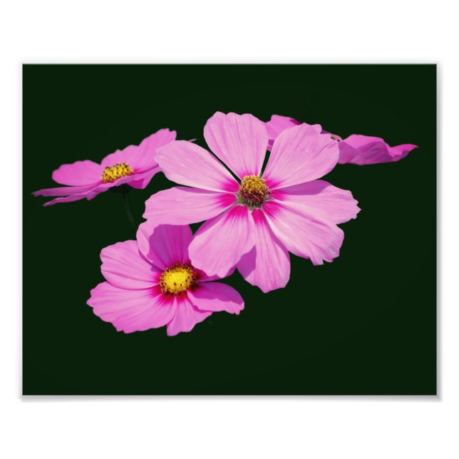 Foto Flores de Cosmos Rosa Flutuantes 8x10 (Frente)