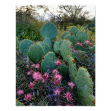 Flores De Derramamento Rosa E Cactus De Ervilha