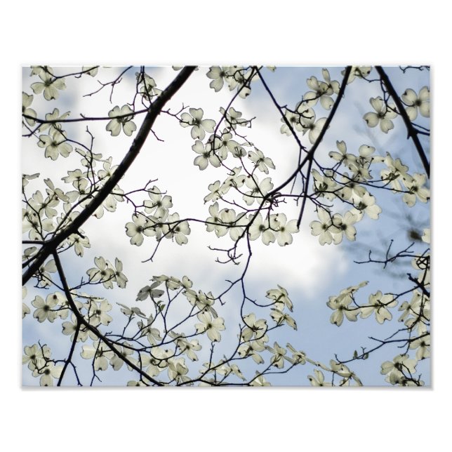 Foto Flores de Dogwood e Céu Azul (Frente)