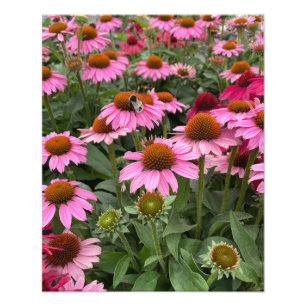 Foto Flores de Echinacea, Rosa e Gordas e Abelhas