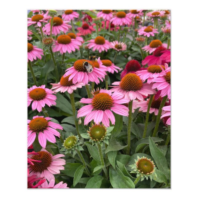 Foto Flores de Echinacea, Rosa e Gordas e Abelhas (Frente)