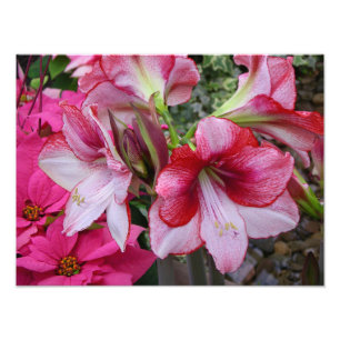 Foto Flores de Férias Vermelhas Amaryllis e Poinsettia