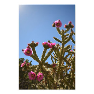 Foto Flores de florescência do cacto de Cholla