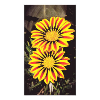Foto Flores de Gazania em plena floração