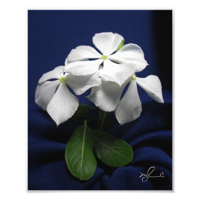 Foto Flores de Helicópteros (Frente)