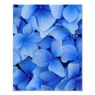Foto Flores de Hydrangea Azul