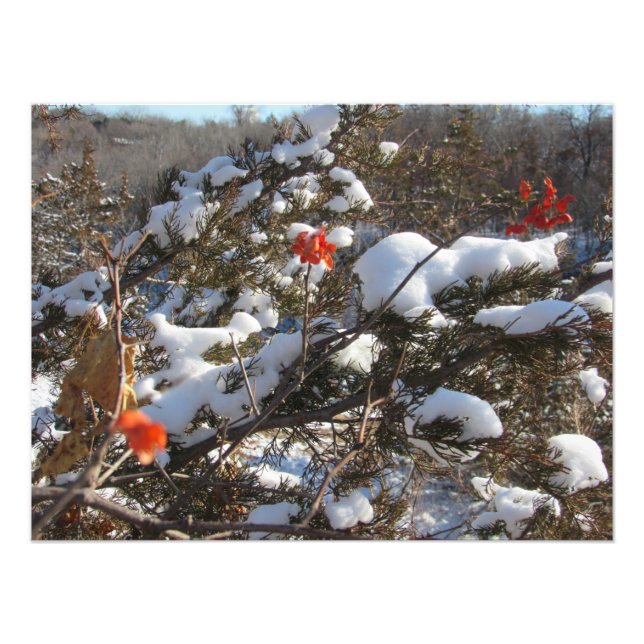 Foto "Flores de inverno" (Frente)