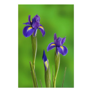Foto Flores de Íris