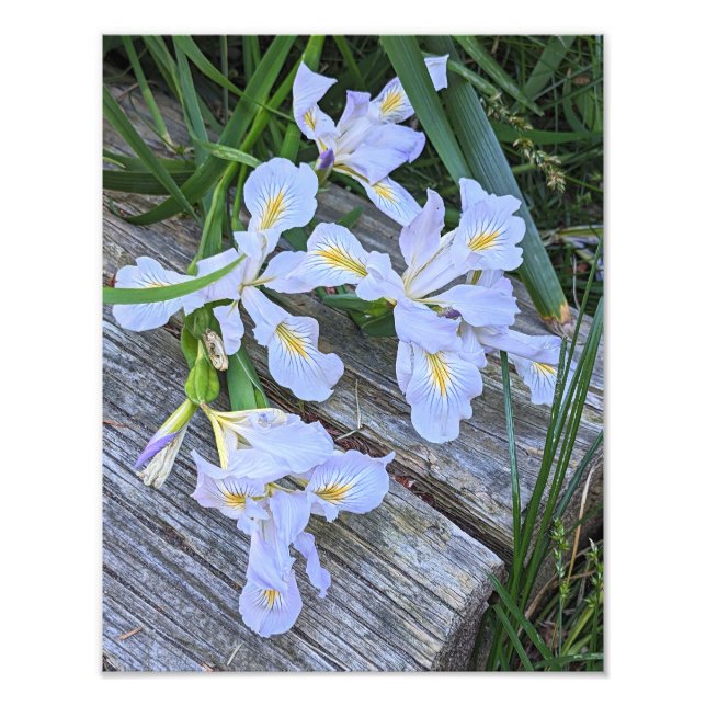 Foto Flores de Íris Roxo Claro (Frente)