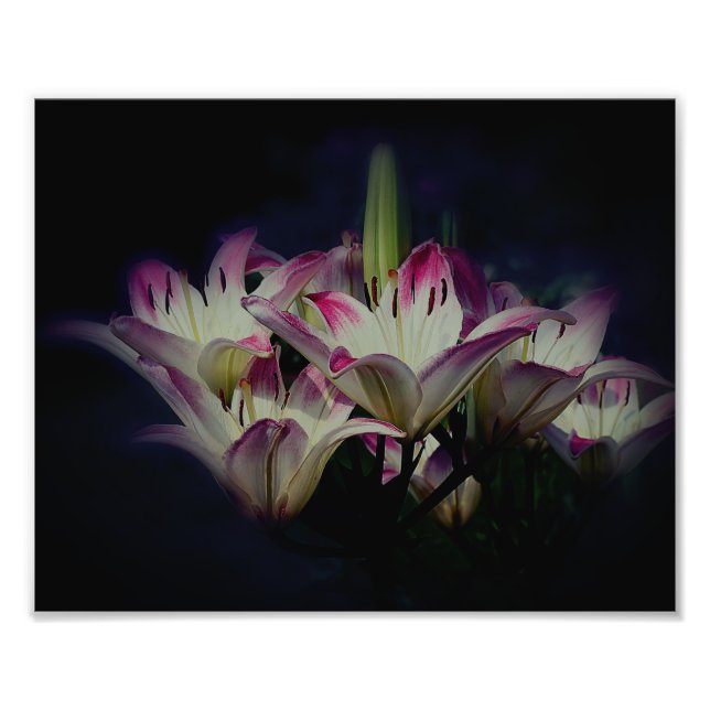 Foto Flores De Lily Branca E Vermelha 8x10 (Frente)
