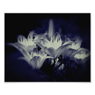 Foto Flores De Lily Em Preto E Branco 8x10