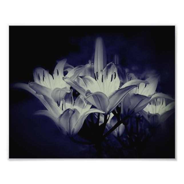Foto Flores De Lily Em Preto E Branco 8x10 (Frente)